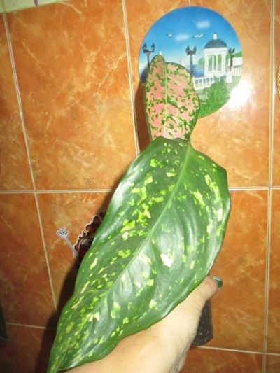 Лот: 9417165. Фото: 1. Аглаонема 1. Горшечные растения и комнатные цветы