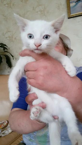 Лот: 7579403. Фото: 1. Котята в добрые руки!!!. Кошки, котята