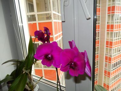 Лот: 6521447. Фото: 1. орхидея дендробиум. Горшечные растения и комнатные цветы
