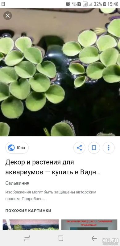 Лот: 13273299. Фото: 1. Куплю хотя бы 1 сальвинию растение... Грунты, украшения, наполнения