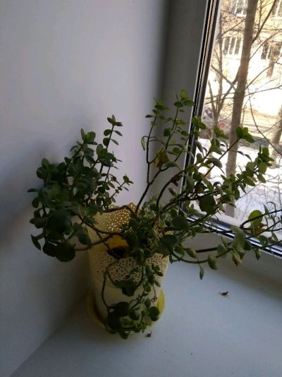 Лот: 11418217. Фото: 1. Каланхоэ. Горшечные растения и комнатные цветы