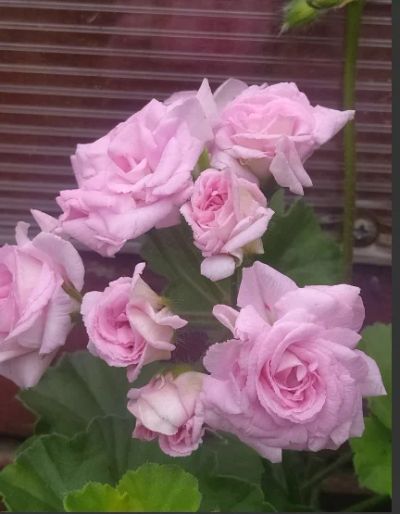 Лот: 19225247. Фото: 1. пеларгония Millfield Rose. Горшечные растения и комнатные цветы