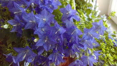 Лот: 11182450. Фото: 1. Кампанула равнолистная Campanula... Горшечные растения и комнатные цветы