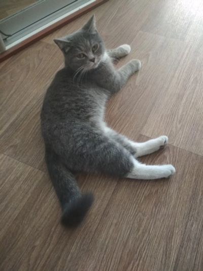 Лот: 12007611. Фото: 1. Кошка. Кошки, котята