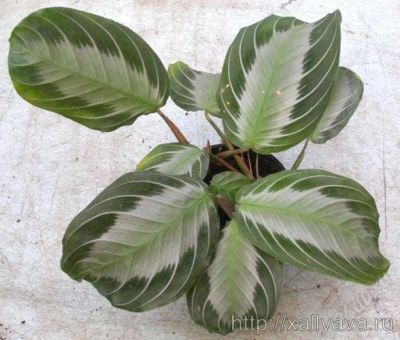 Лот: 2964836. Фото: 1. черная маранта Maranta leuconeura... Горшечные растения и комнатные цветы