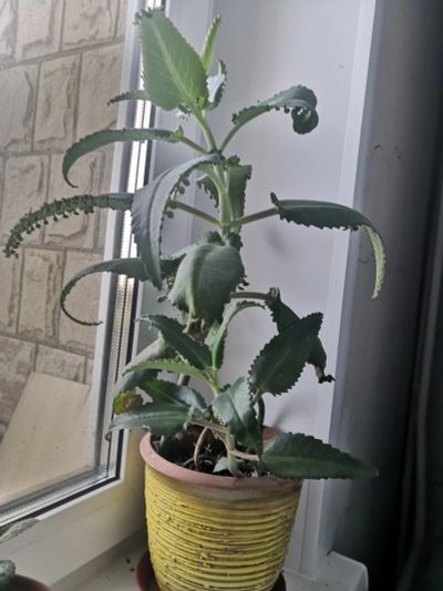 Лот: 14615742. Фото: 1. Каланхоэ лечебный взрозлое ростение... Горшечные растения и комнатные цветы