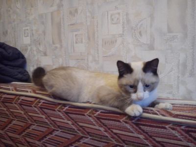 Лот: 8787486. Фото: 1. Котенок Сноу Шу. Кошки, котята