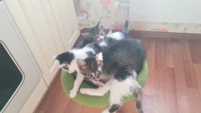 Лот: 12241197. Фото: 1. Котята. Кошки, котята