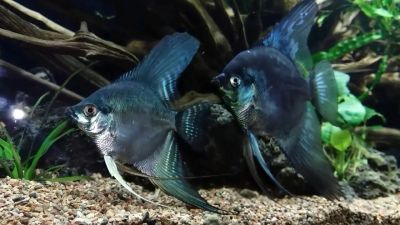 Лот: 16307251. Фото: 1. Скалярия Пиной Параиба (Pterophyllum... Рыбки