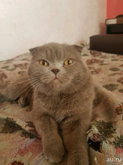 Лот: 13265056. Фото: 1. Шотландец в подарок. Кошки, котята