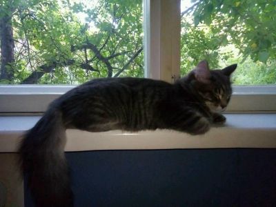 Лот: 11673842. Фото: 1. Котенок от Сибирской кошки. Кошки, котята