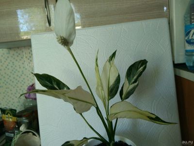 Лот: 12008515. Фото: 1. Спатифиллум New One. Горшечные растения и комнатные цветы