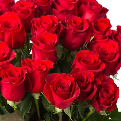 Лот: 9118485. Фото: 1. Роза Эквадор 50-60см. Свежие цветы
