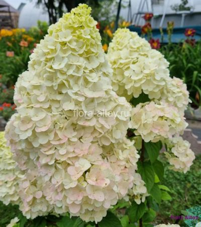 Лот: 16342163. Фото: 1. Гортензия метельчатая. Декоративные кустарники и деревья