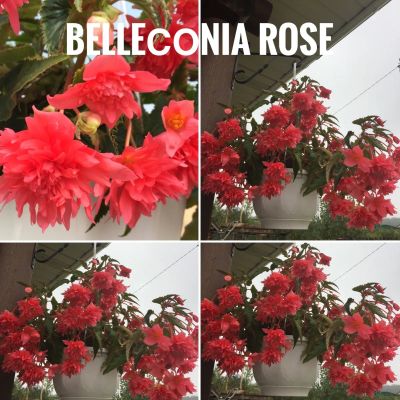 Лот: 17278200. Фото: 1. Бегония Belliconia Rose. Горшечные растения и комнатные цветы