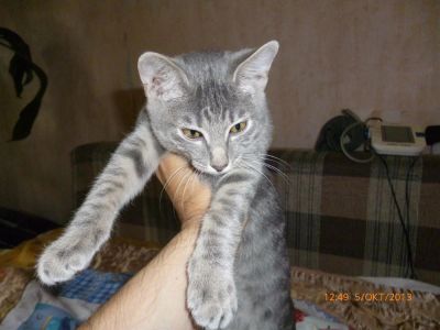 Лот: 3250158. Фото: 1. Отдам котят в хорошие руки. Кошки, котята