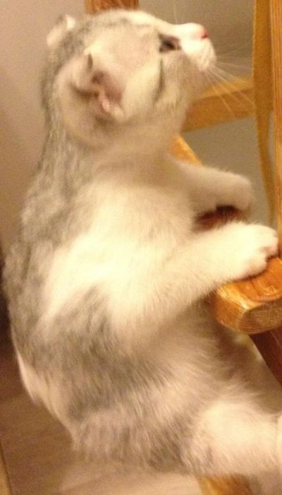 Лот: 10370080. Фото: 1. Вислоухий котёнок от шотландской... Кошки, котята