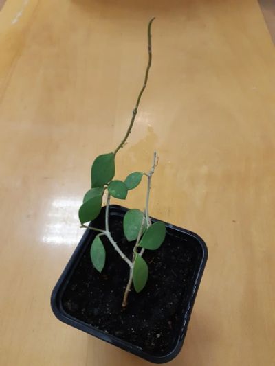 Лот: 10346304. Фото: 1. Хойя Нуммулариоидес (Hoya nummularioides... Горшечные растения и комнатные цветы