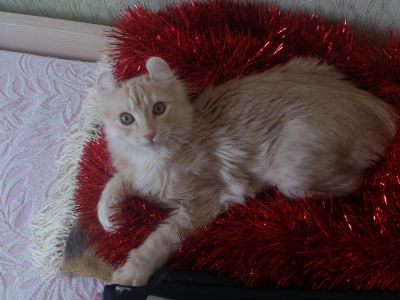 Лот: 6175207. Фото: 1. Продам чистокровного керла. Кошки, котята