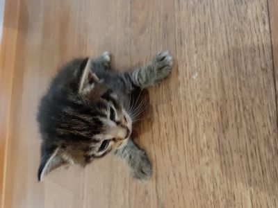 Лот: 14759617. Фото: 1. Отдам котят. Кошки, котята