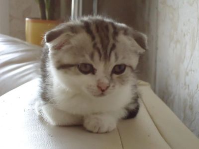 Лот: 4395318. Фото: 1. Шикарная вислоухая кошечка!. Кошки, котята