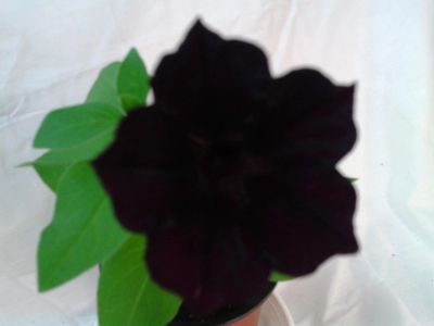 Лот: 11150278. Фото: 1. Петуния вегетативная черная. Садовые цветы
