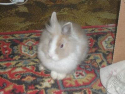 Лот: 2297405. Фото: 1. отдадим в хорошие руки. Остальные животные