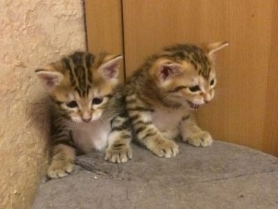 Лот: 10947013. Фото: 1. Золотые курильские кошечки. Кошки, котята