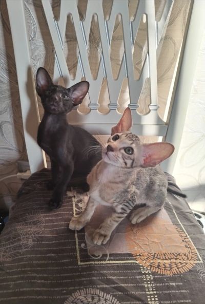 Лот: 25610175. Фото: 1. Ориентальные котята. Кошки, котята