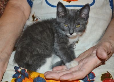 Лот: 12996901. Фото: 1. Котенок в хорошие руки. Кошки, котята