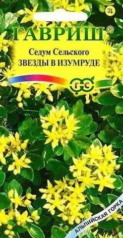 Лот: 11024469. Фото: 1. Седум сельскианум Звезды в изумруде... Садовые цветы