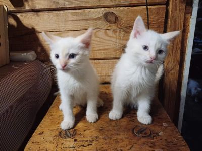 Лот: 24785852. Фото: 1. Подарю котёнка. Кошки, котята