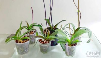 Лот: 13281487. Фото: 1. Орхидеи без цветов 6 штук. Свежие цветы