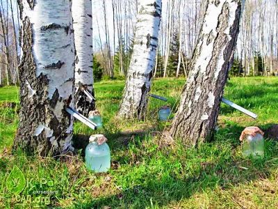Лот: 11445861. Фото: 1. Березовый сок. Напитки