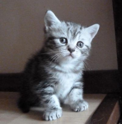 Лот: 4455890. Фото: 1. Британский котенок мраморного... Кошки, котята