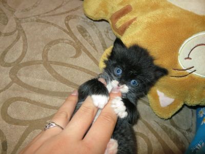 Лот: 5816537. Фото: 1. котенок. Кошки, котята