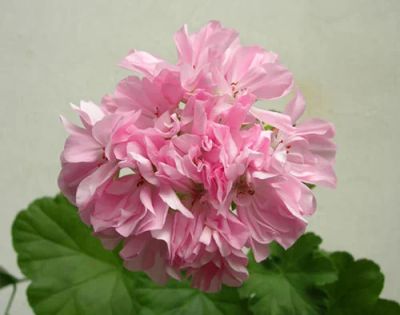 Лот: 7998601. Фото: 1. Пеларгония Jack Pot Wild Rose. Горшечные растения и комнатные цветы