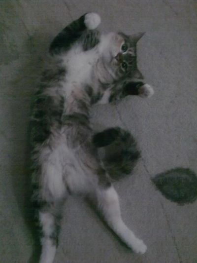 Лот: 3523051. Фото: 1. Кошечка Сонька. Кошки, котята