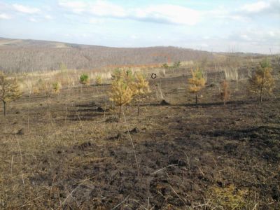 Лот: 7337608. Фото: 1. земельный участок. Земельные участки