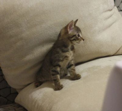 Лот: 6718864. Фото: 1. Отдам чудесного котика!. Кошки, котята