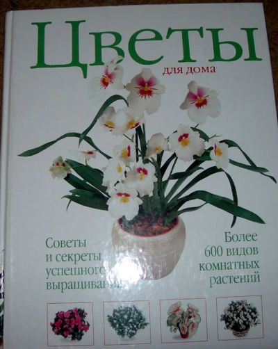 Лот: 3535268. Фото: 1. Цветы для дома. Домашние животные
