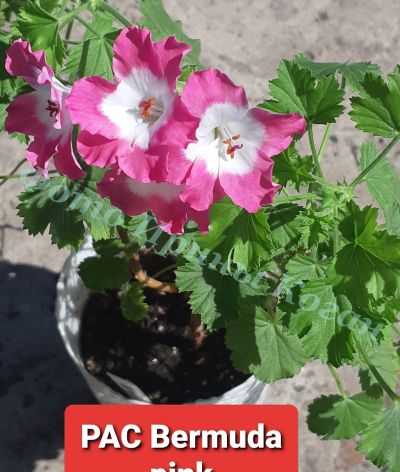 Лот: 17460863. Фото: 1. Пеларгония PAC Bermuda Pink. Горшечные растения и комнатные цветы