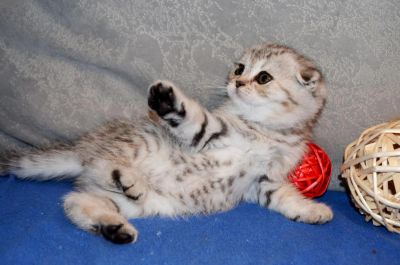 Лот: 7332608. Фото: 1. Вислоухая полосатая девочка. Кошки, котята