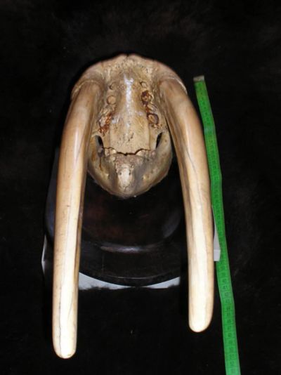 Лот: 6049152. Фото: 1. Череп моржа с бивнями,клыки. Предметы интерьера и быта