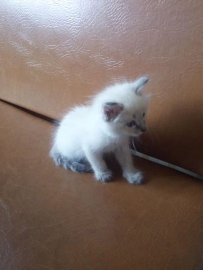 Лот: 9668799. Фото: 1. Отдам красивого котенка. Кошки, котята