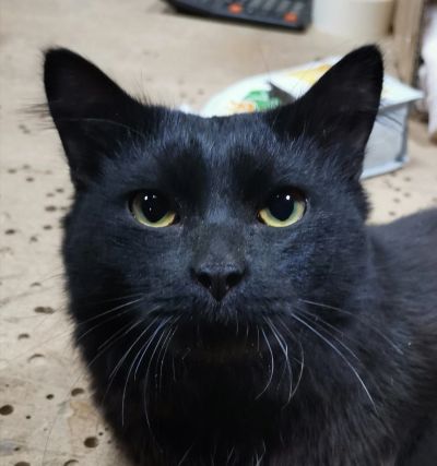 Лот: 17576710. Фото: 1. Найден кот Красноярский рабочий... Кошки, котята