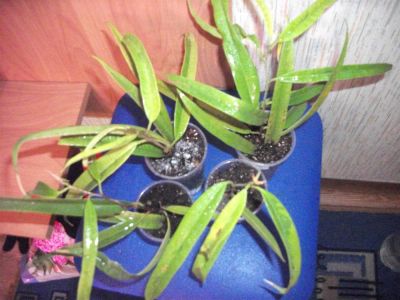 Лот: 3320381. Фото: 1. фикус Ficus irregularis 'Sunspray... Горшечные растения и комнатные цветы