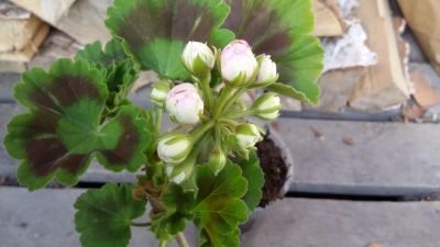 Лот: 7788056. Фото: 1. Apple blossom rosebud герань. Горшечные растения и комнатные цветы