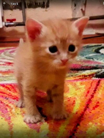 Лот: 12887960. Фото: 1. Рыжее счастье в Новом году. Кошки, котята