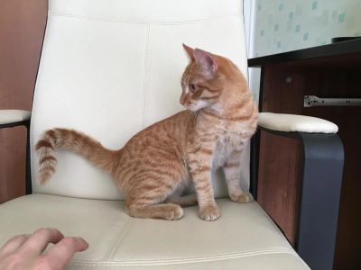 Лот: 9783726. Фото: 1. Отдам молодого рыжего котика в... Кошки, котята
